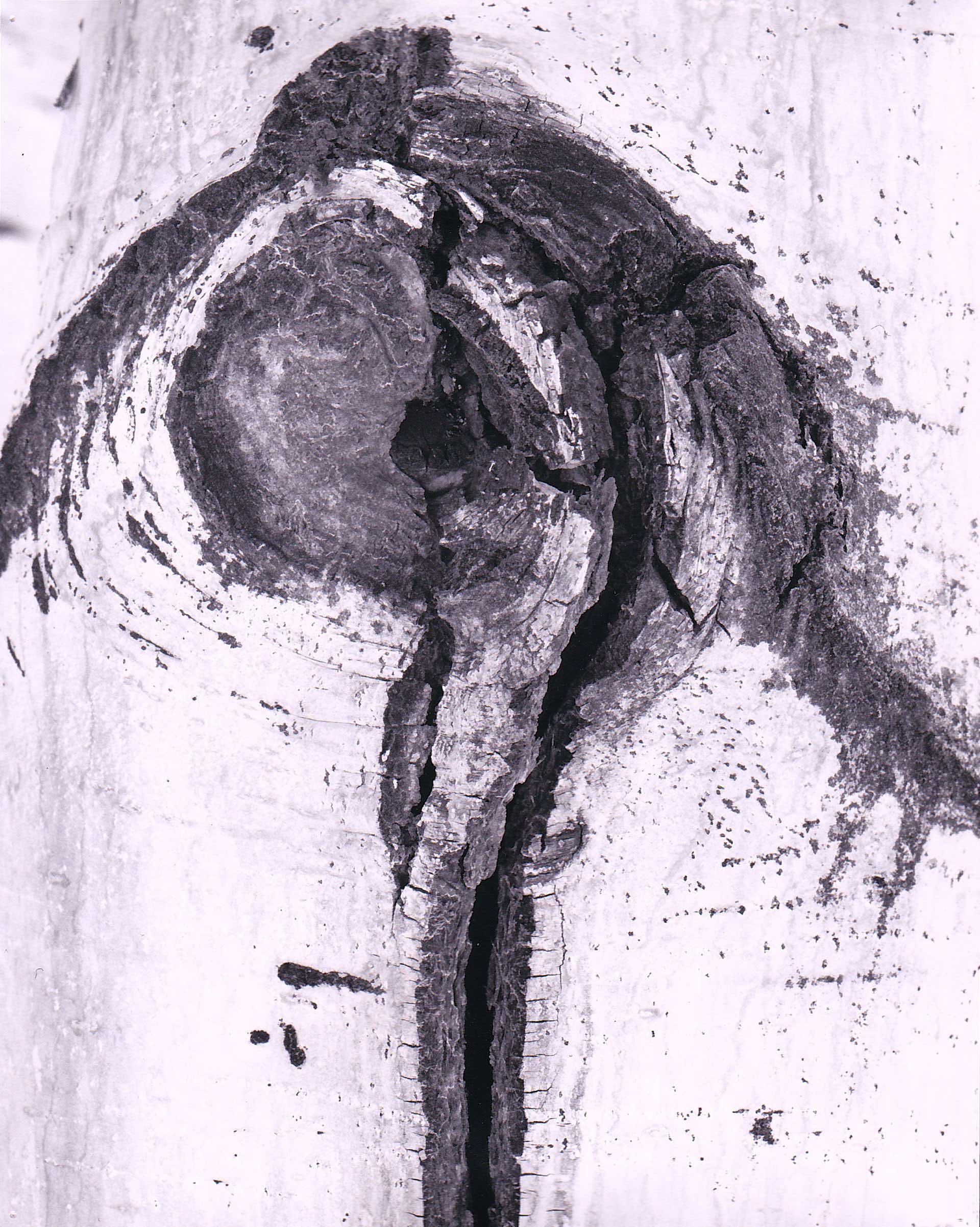 aspen bark