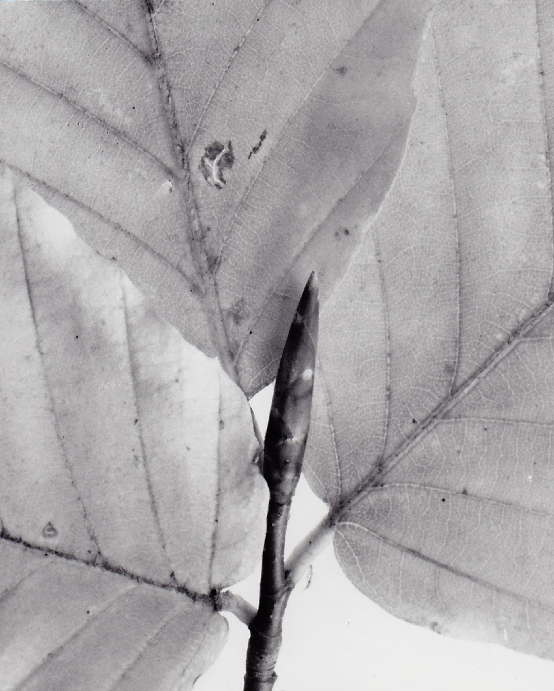 beech leaf bud photograph