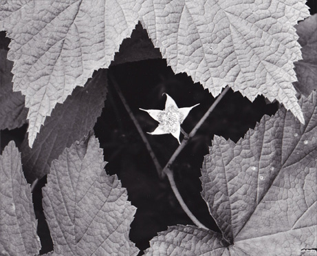 coptis trifoliata photograph