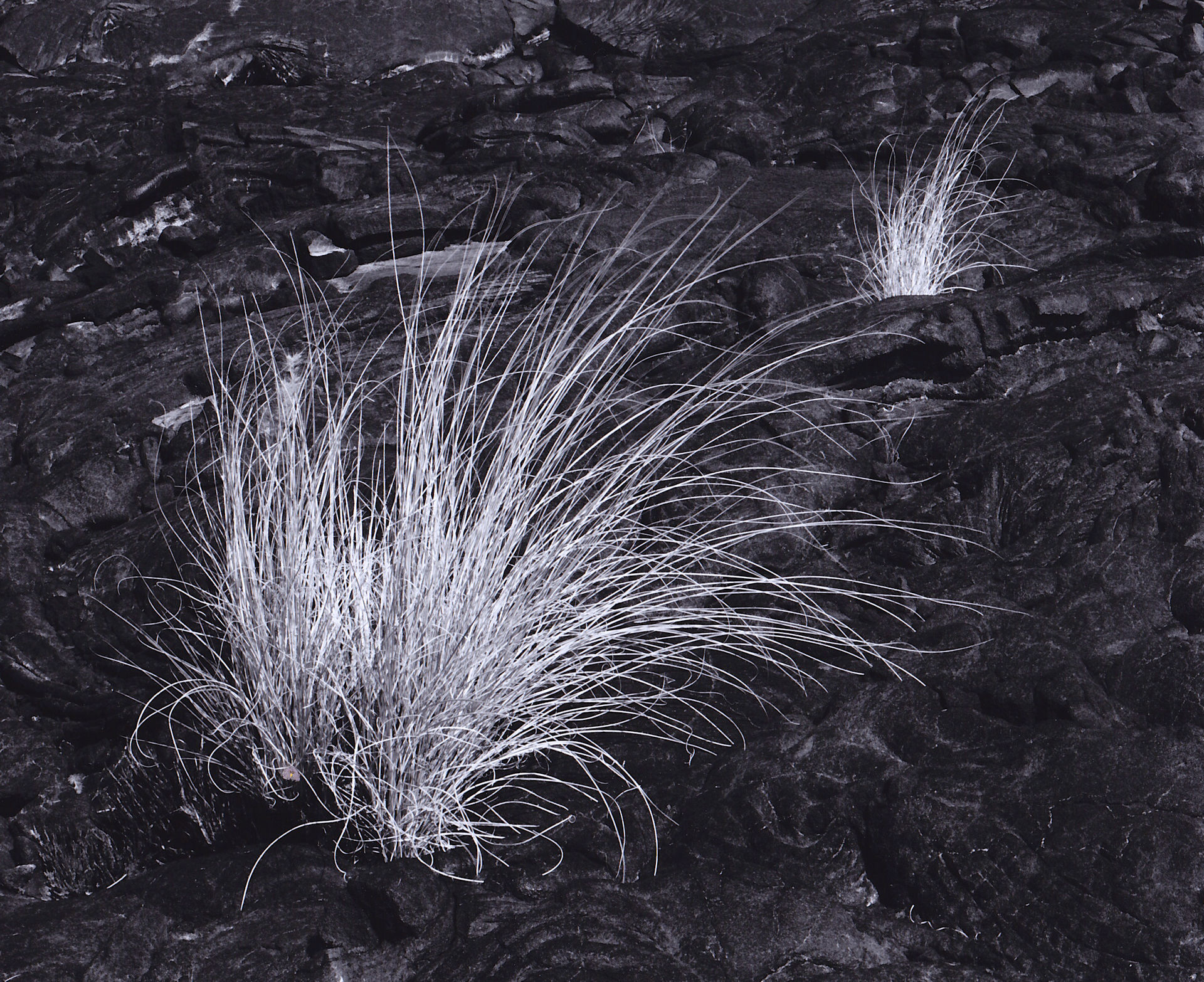 grass and lava photograph