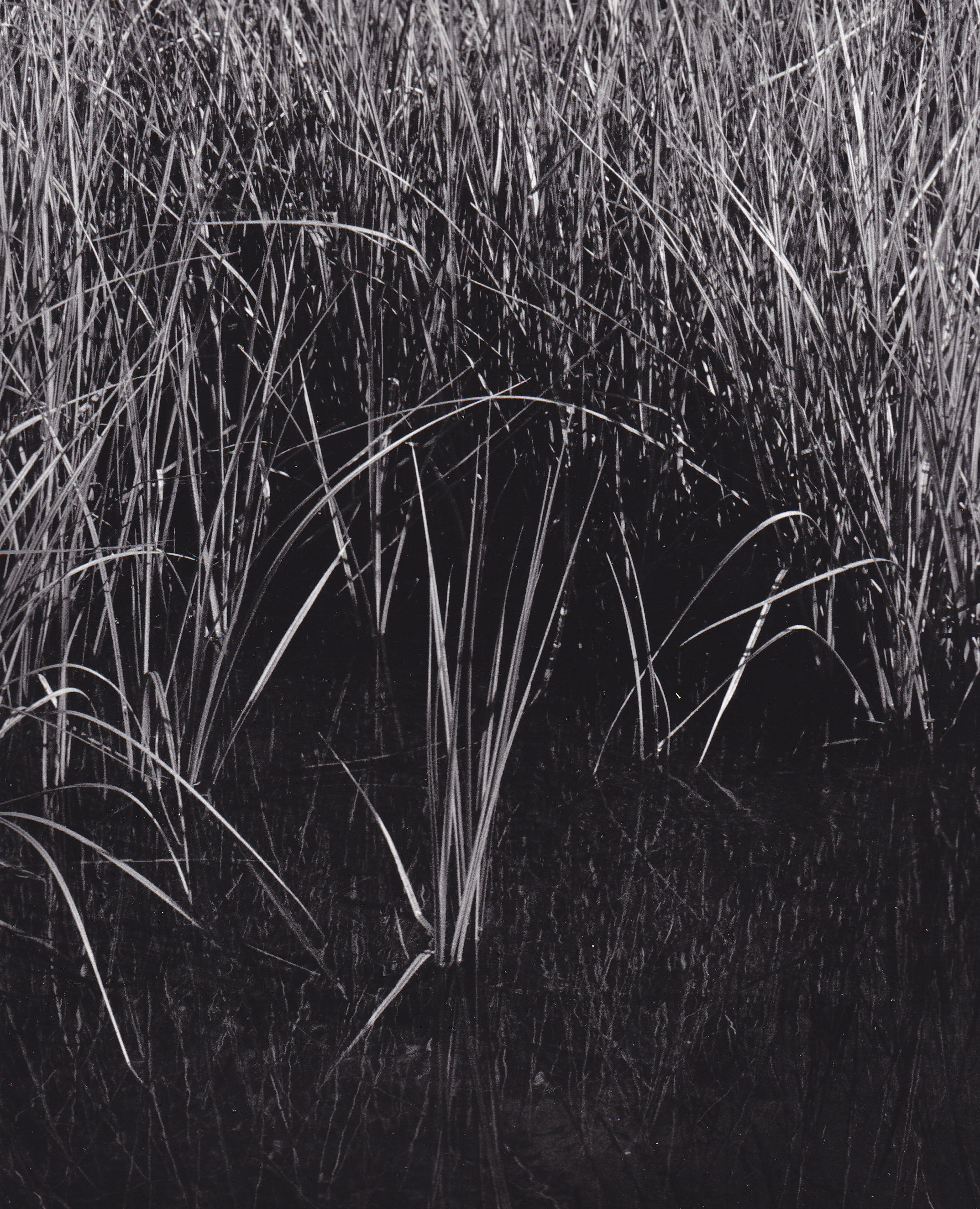 grass in shallow water banff national park photograph