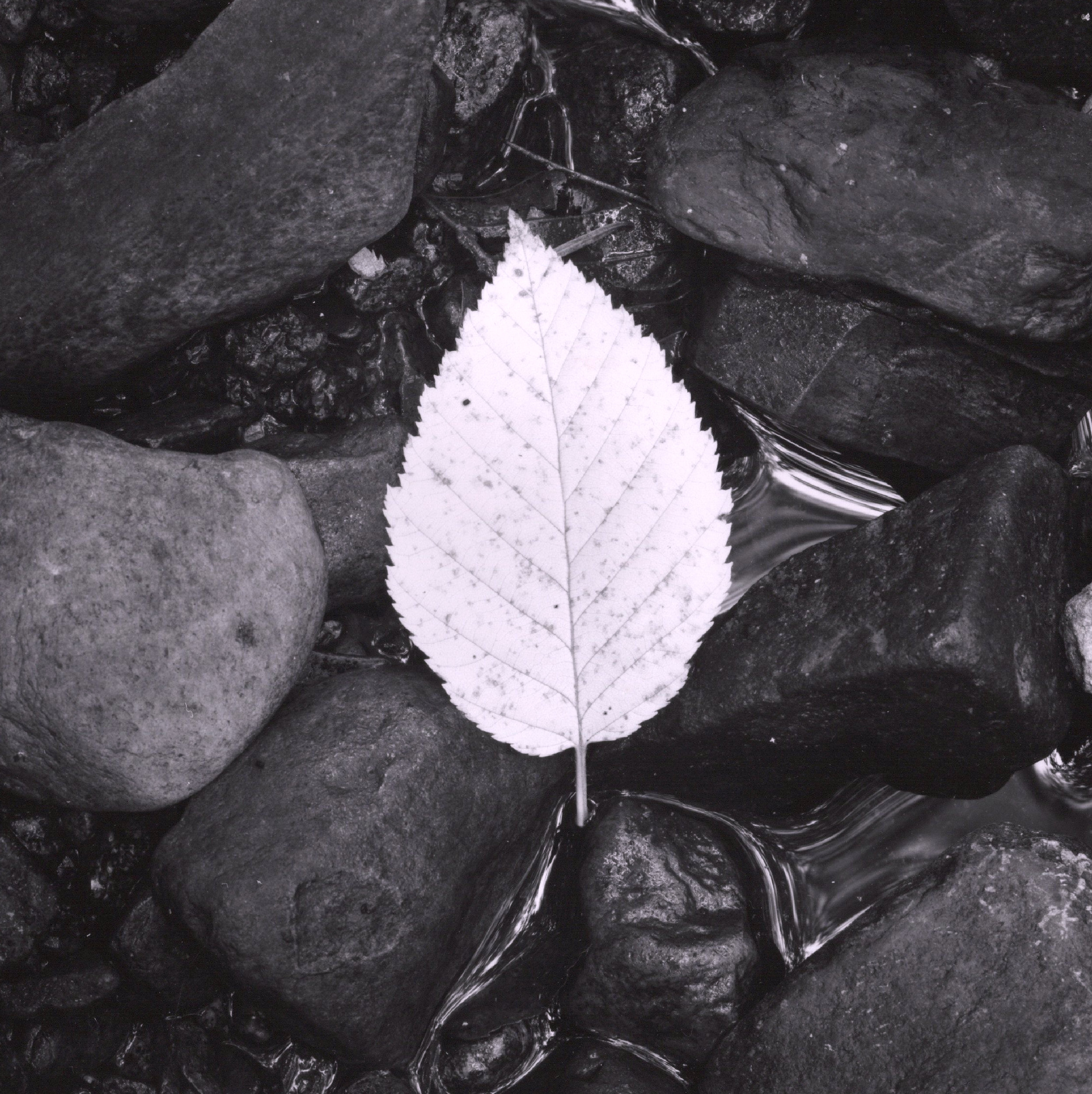leaf in shallow water rangely maine photograph
