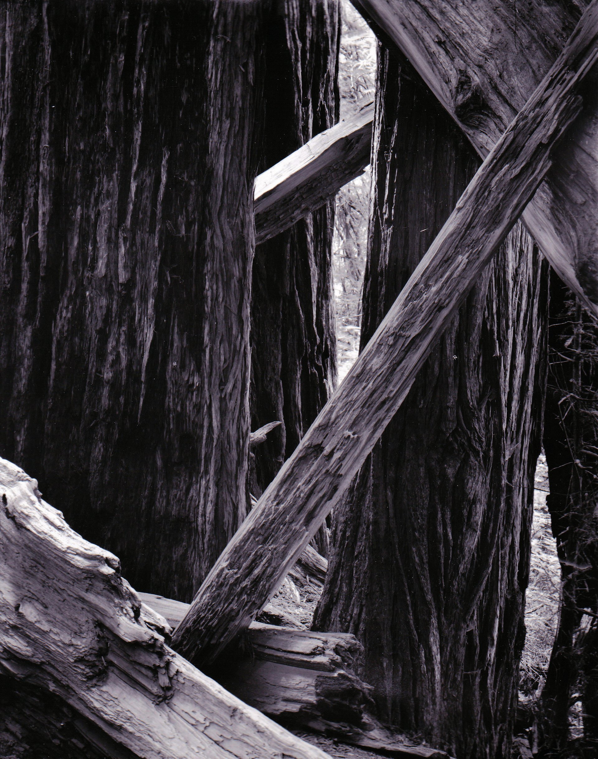 california redwoods photograph
