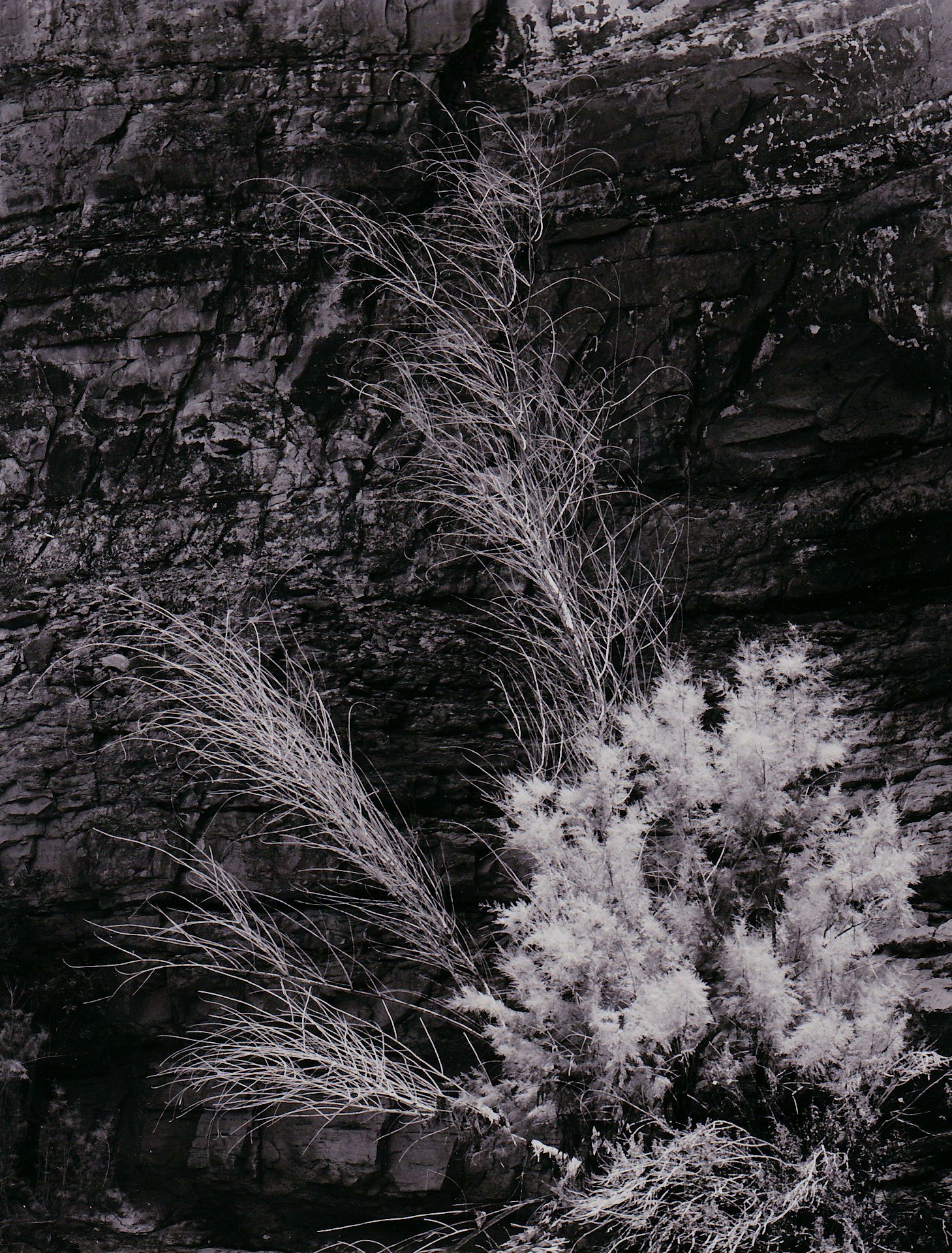 orange spring mound photograph