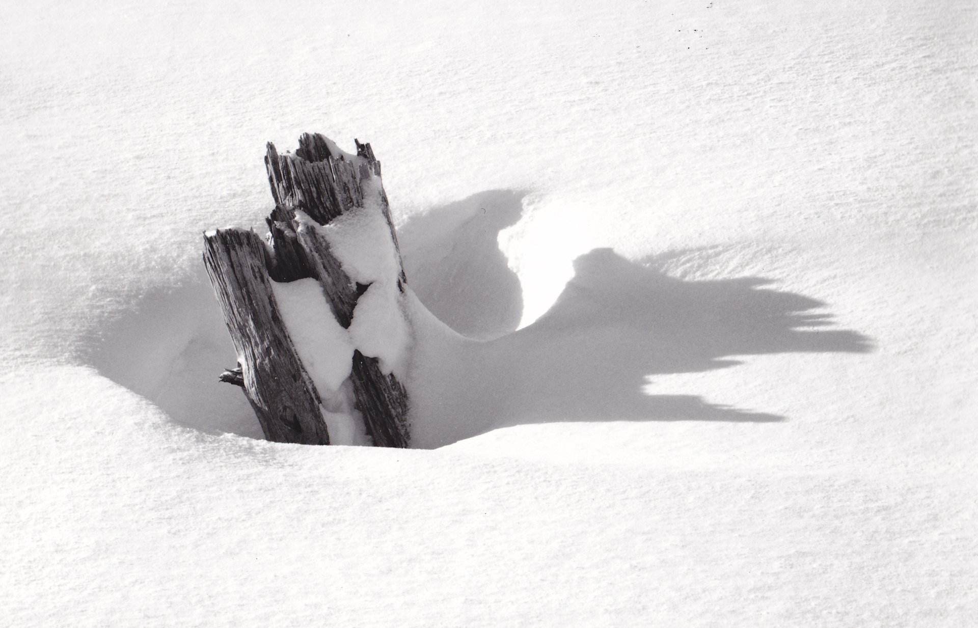 tree stump in snow photograph